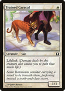 Trained Caracal (27) (RTR)